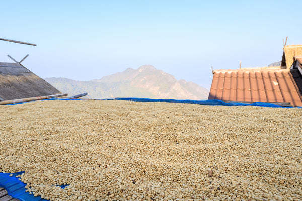 What Makes Mountain-Grown Coffee Different