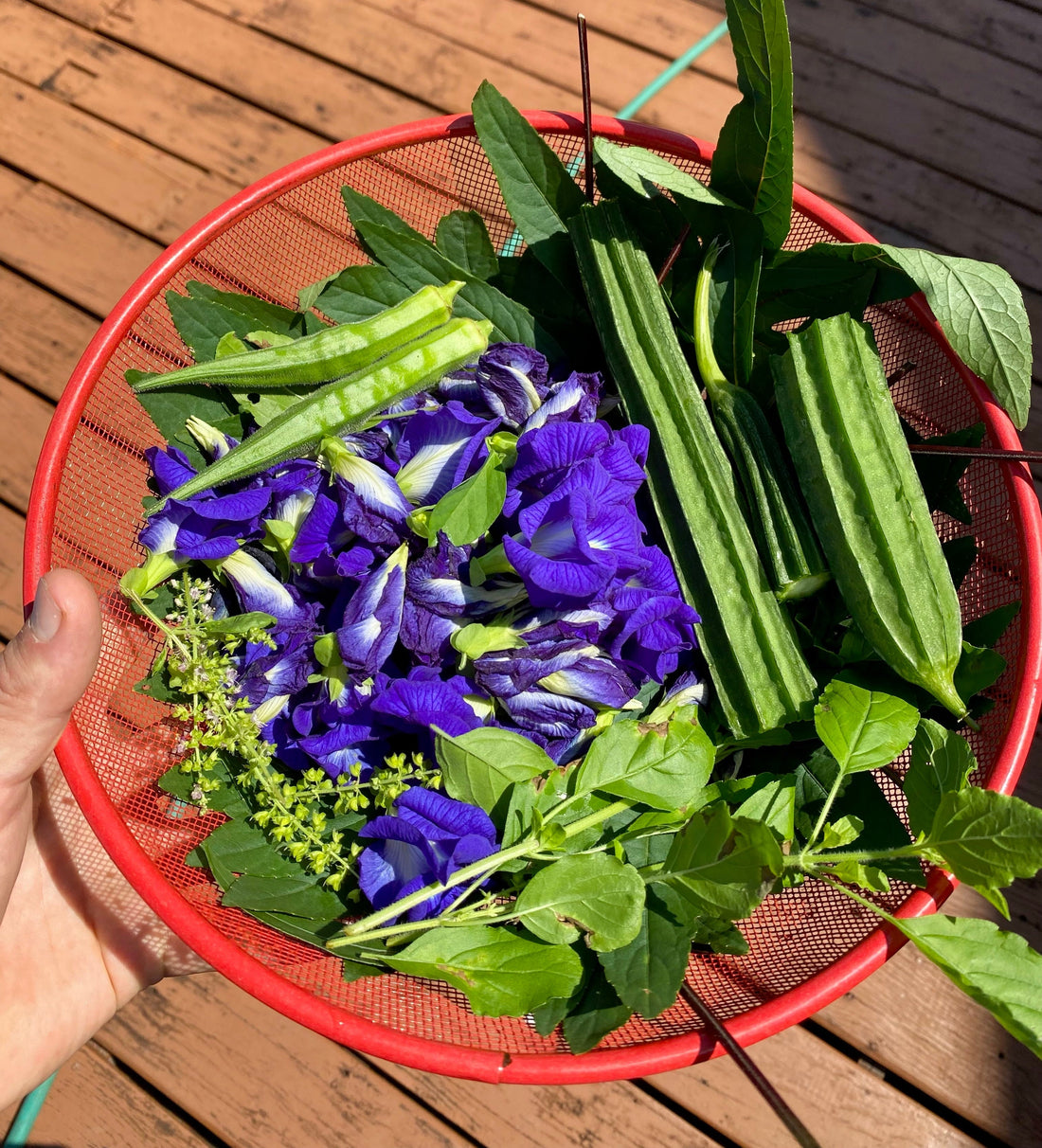 Traditional Herbs of Northern Thailand