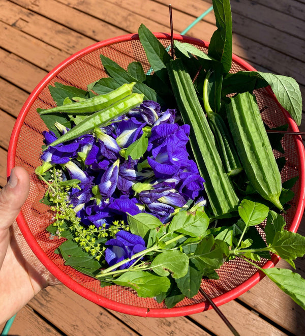 Traditional Herbs of Northern Thailand