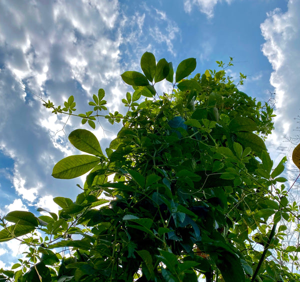 Jiaogulan – The “Southern Ginseng” of the Mountains
