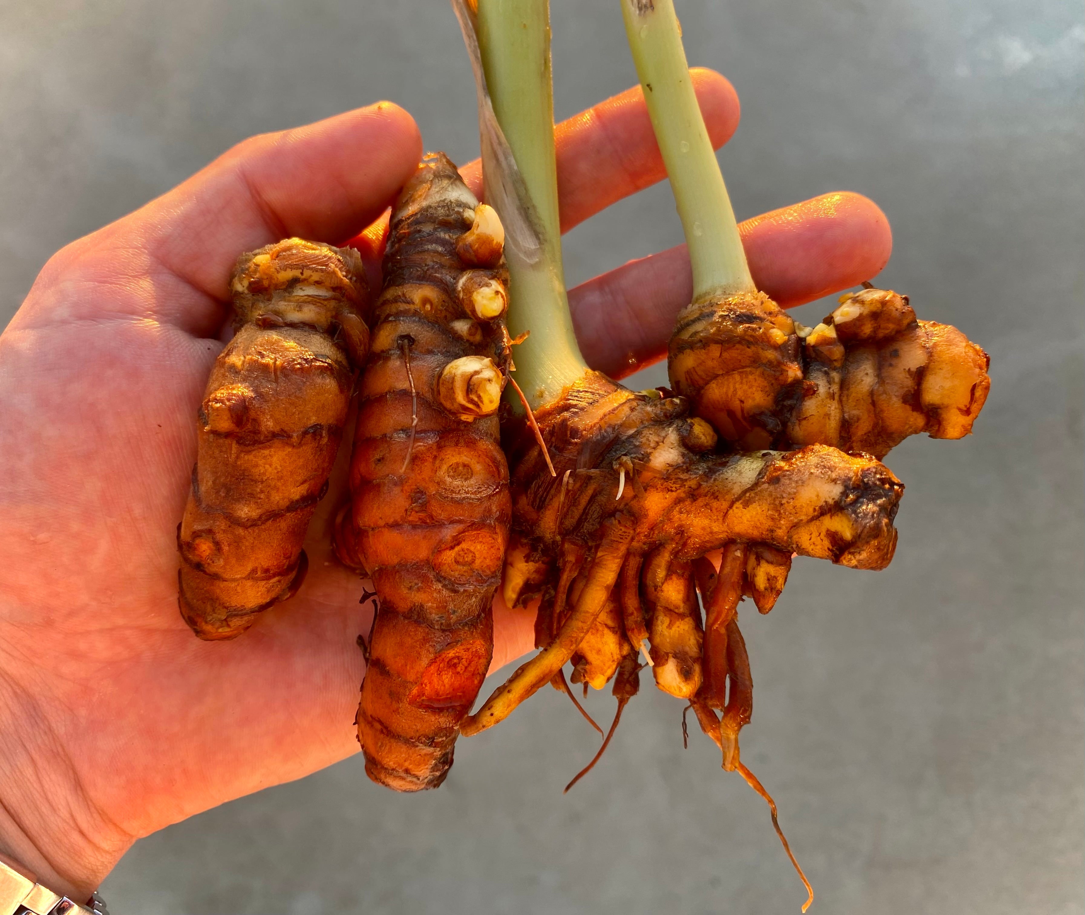 Fresh Rhizomes