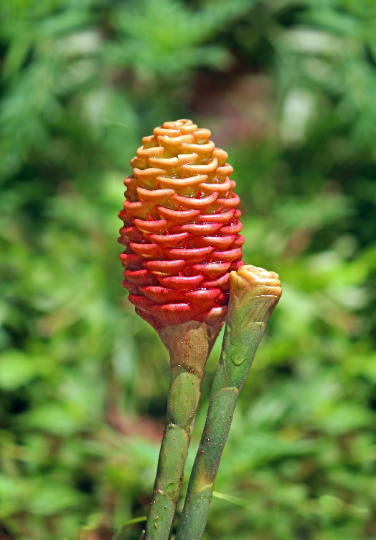 Beehive Ginger / Shampoo Ginger (Zingiber spectabile) | Fresh Rhizomes