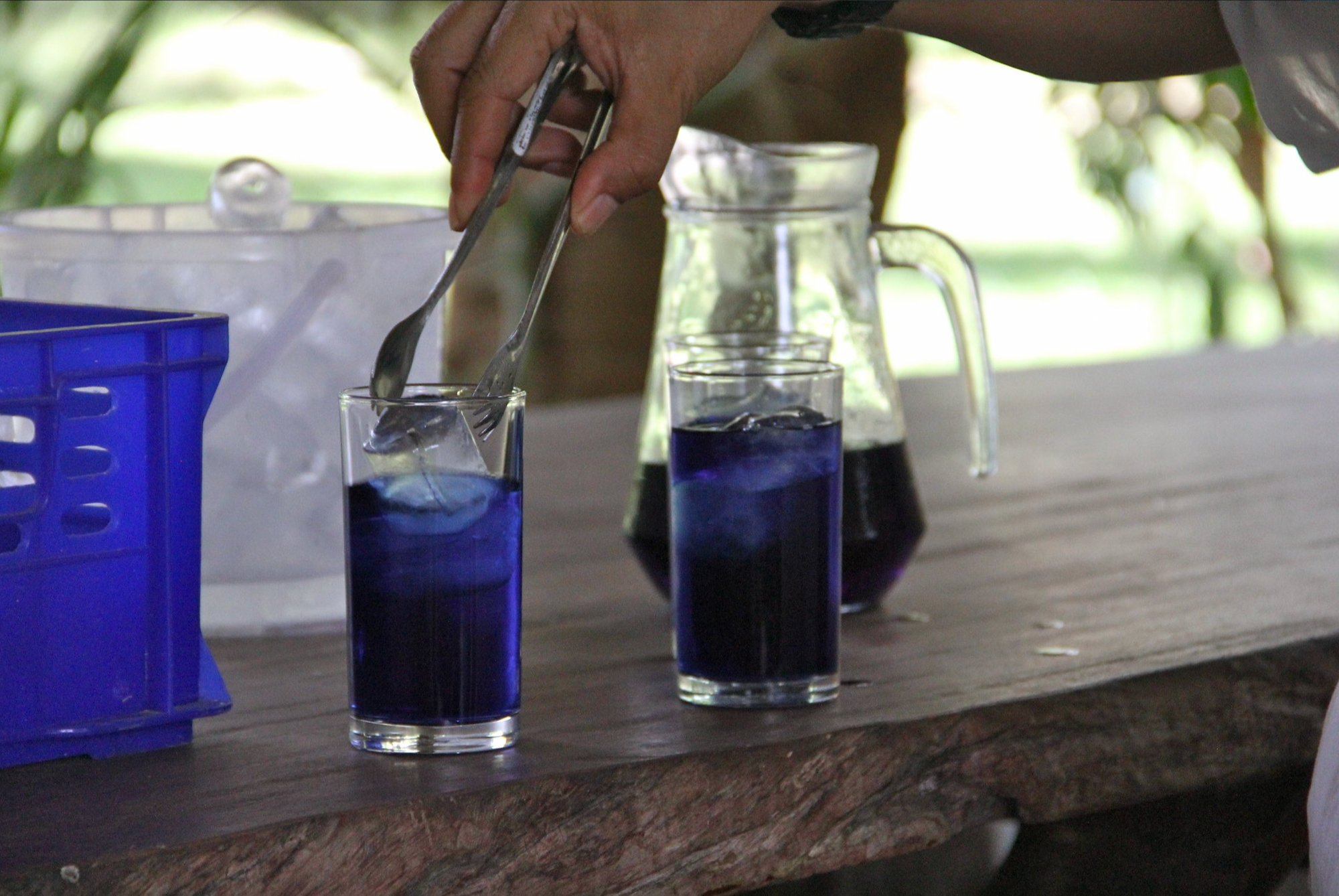 Butterfly Pea Dried 20g-500g | Freshly Harvested Flowers of Clitoria ternatea