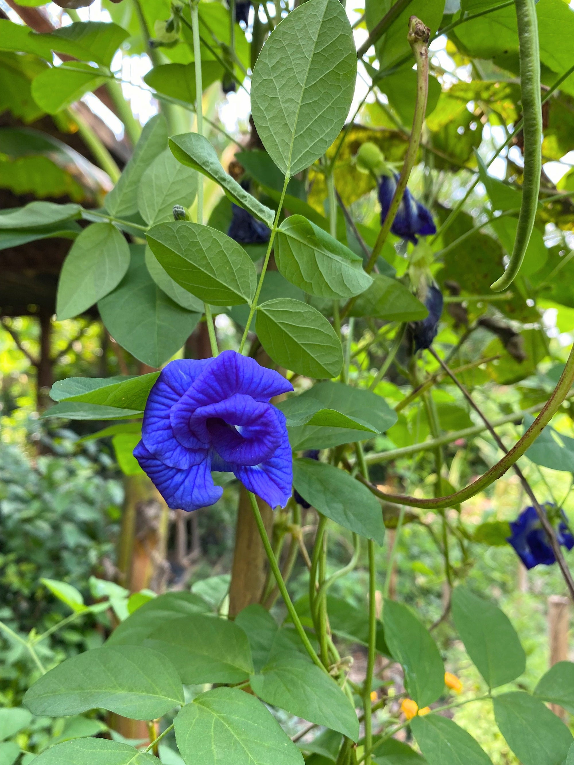 Butterfly Pea Dried 20g-500g | Freshly Harvested Flowers of Clitoria ternatea