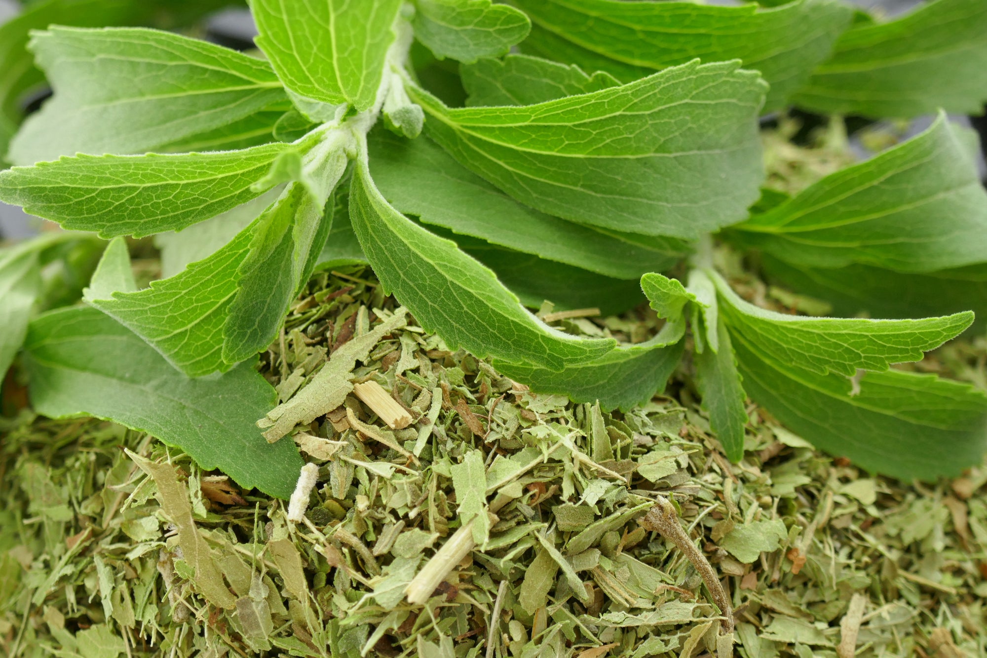 Stevia Leaves Dried 20g-500g | Freshly Harvested Leaves from Stevia rebaudiana