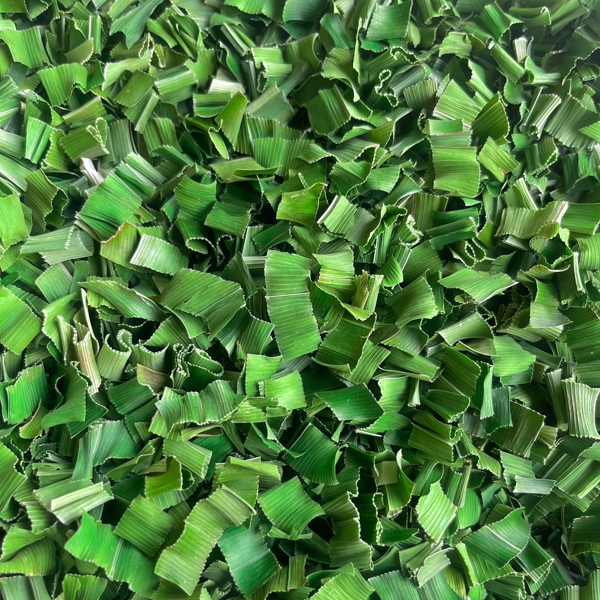 Pandan Leaves Dried 20g-500g | Freshly Harvested Leaves from Pandanus amaryllifolius