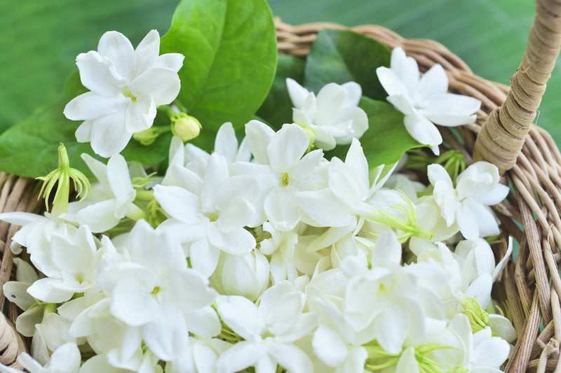Jasmine Flowers Dried 20g-500g | Freshly Harvested Flowers of Jasminum sambac for Tea & Flavoring