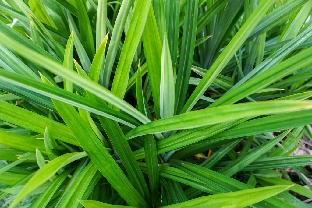 Pandan Leaves Dried 20g-500g | Freshly Harvested Leaves from Pandanus amaryllifolius