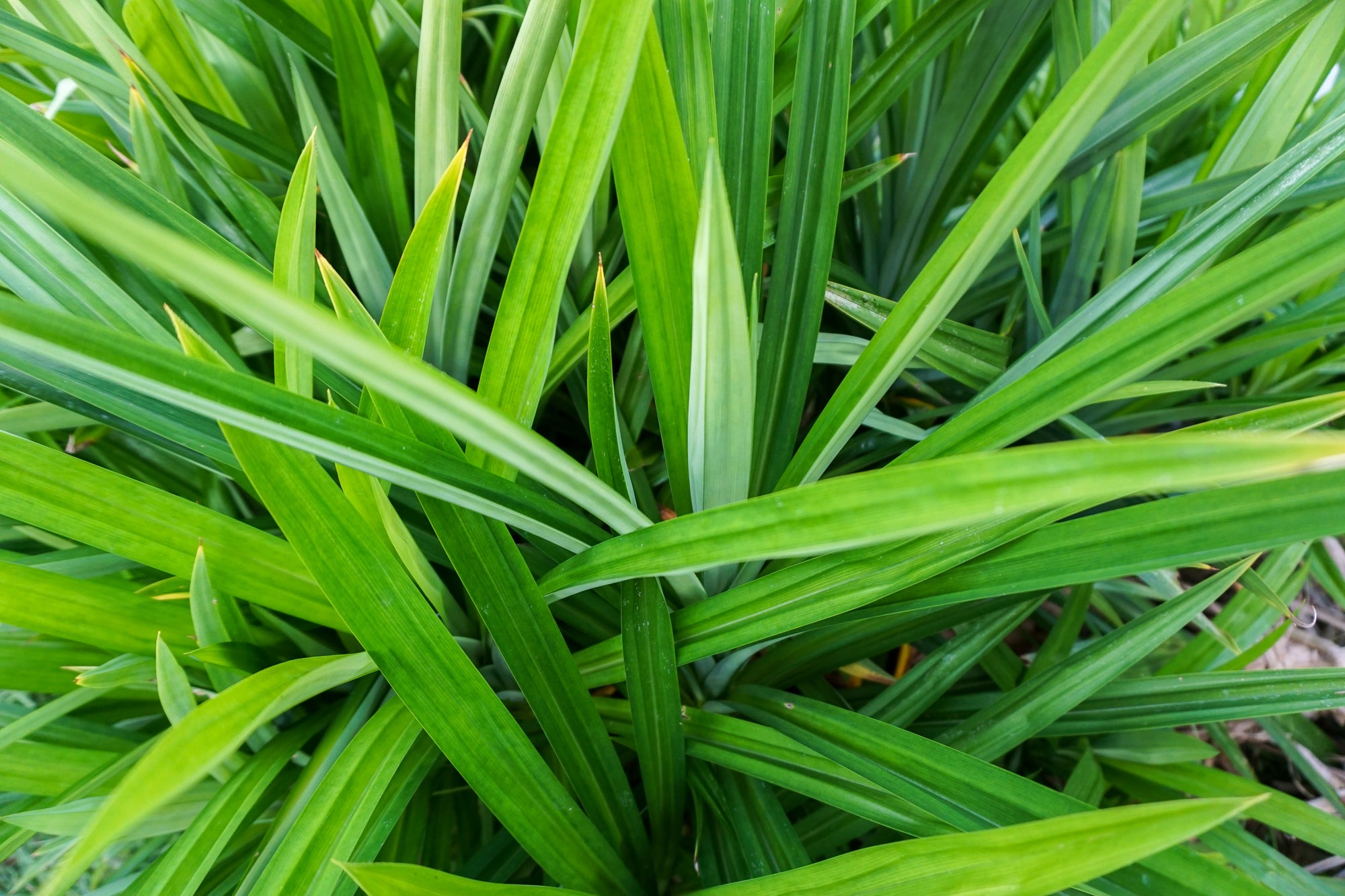 Pandan Leaves Dried 20g-500g | Freshly Harvested Leaves from Pandanus amaryllifolius