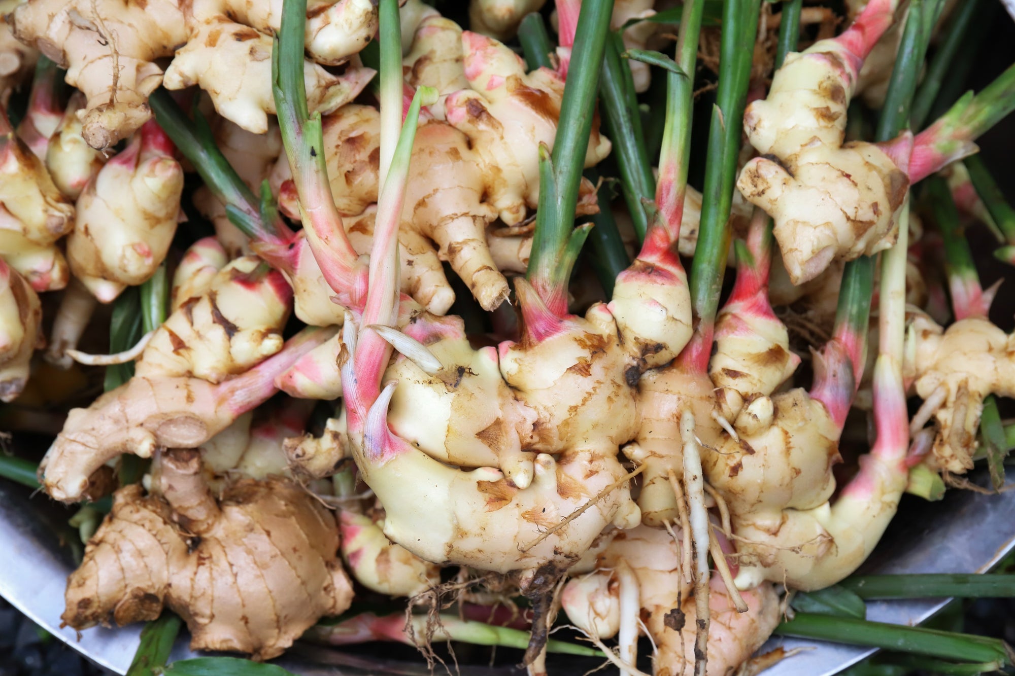 White Galangal (Alpinia galanga) | Fresh Rhizomes