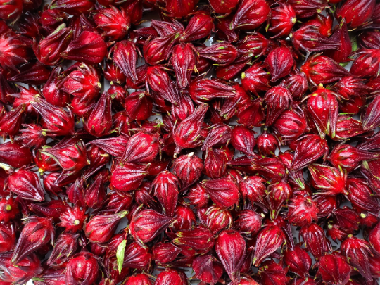 Roselle Dried 20g-500g | Freshly Harvested Flowers of Hibiscus sabdariffa