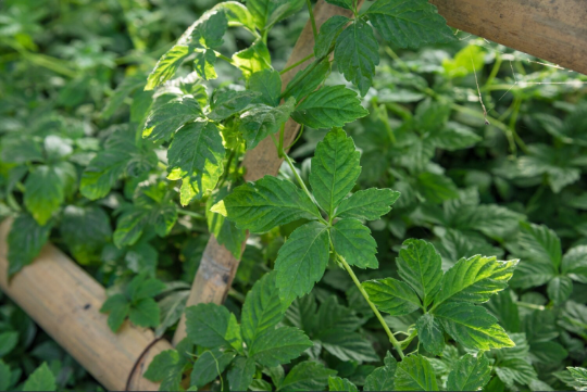 Jiaogulan Dried 20g-500g | Freshly Picked Leaves for Tea from Gynostemma pentaphyllum
