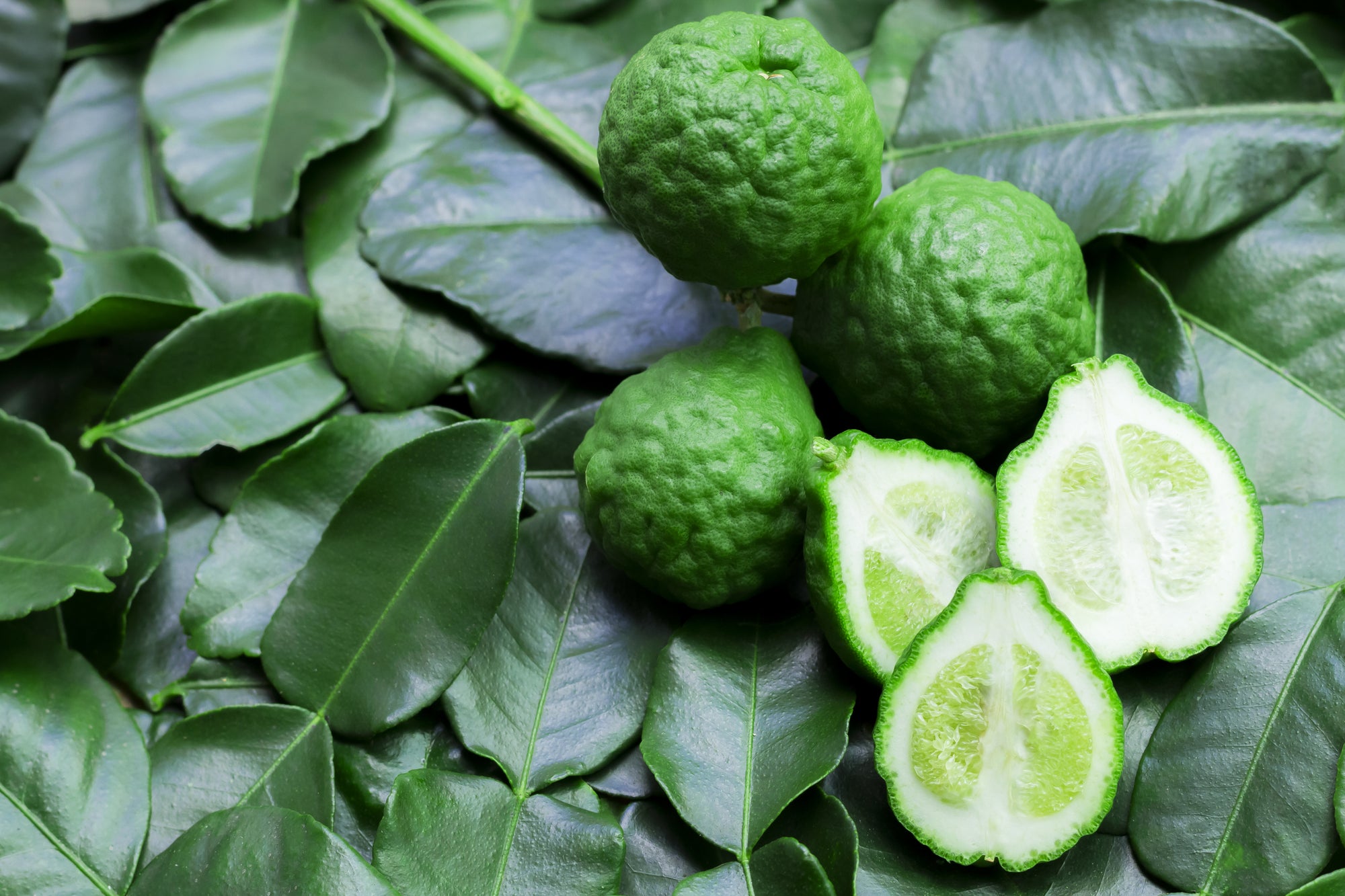 Kaffir Lime Leaves Dried 20g-500g | Freshly Harvested Leaves from Makrut Citrus hystrix