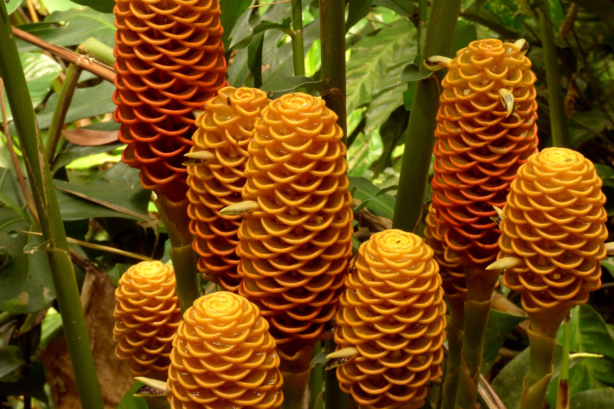 Beehive Ginger / Shampoo Ginger (Zingiber spectabile) | Fresh Rhizomes