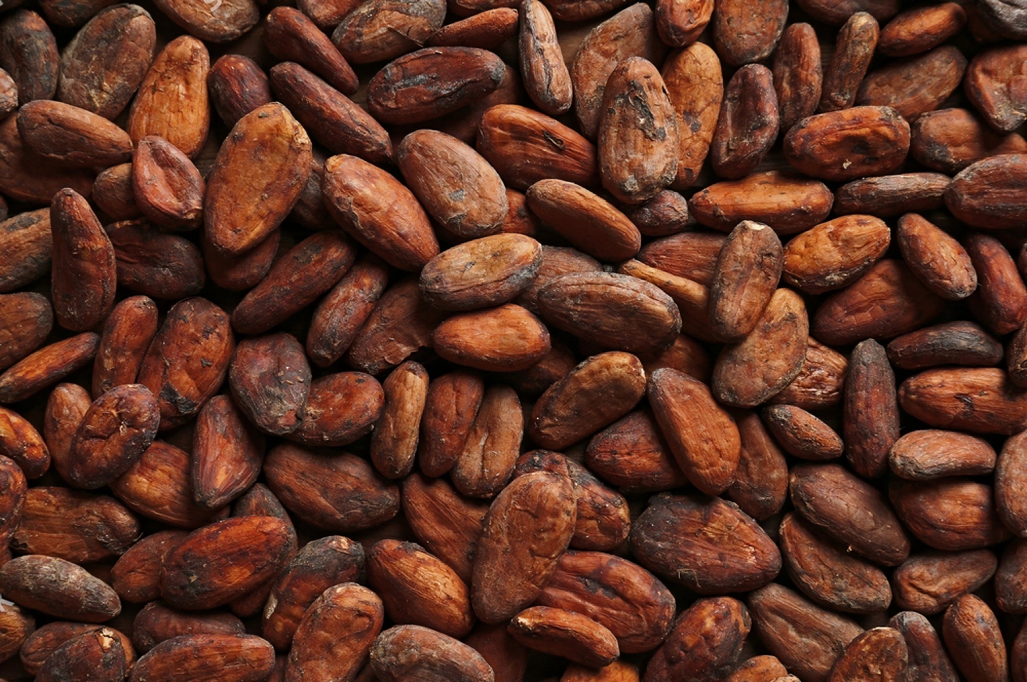 Cacao Powder 30g-1kg | Organic Thai Cacao | Theobroma cacao