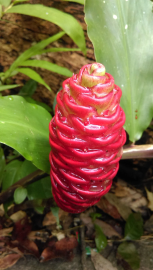 Pinecone Ginger / Awapuhi (Zingiber zerumbet) | Fresh Rhizomes