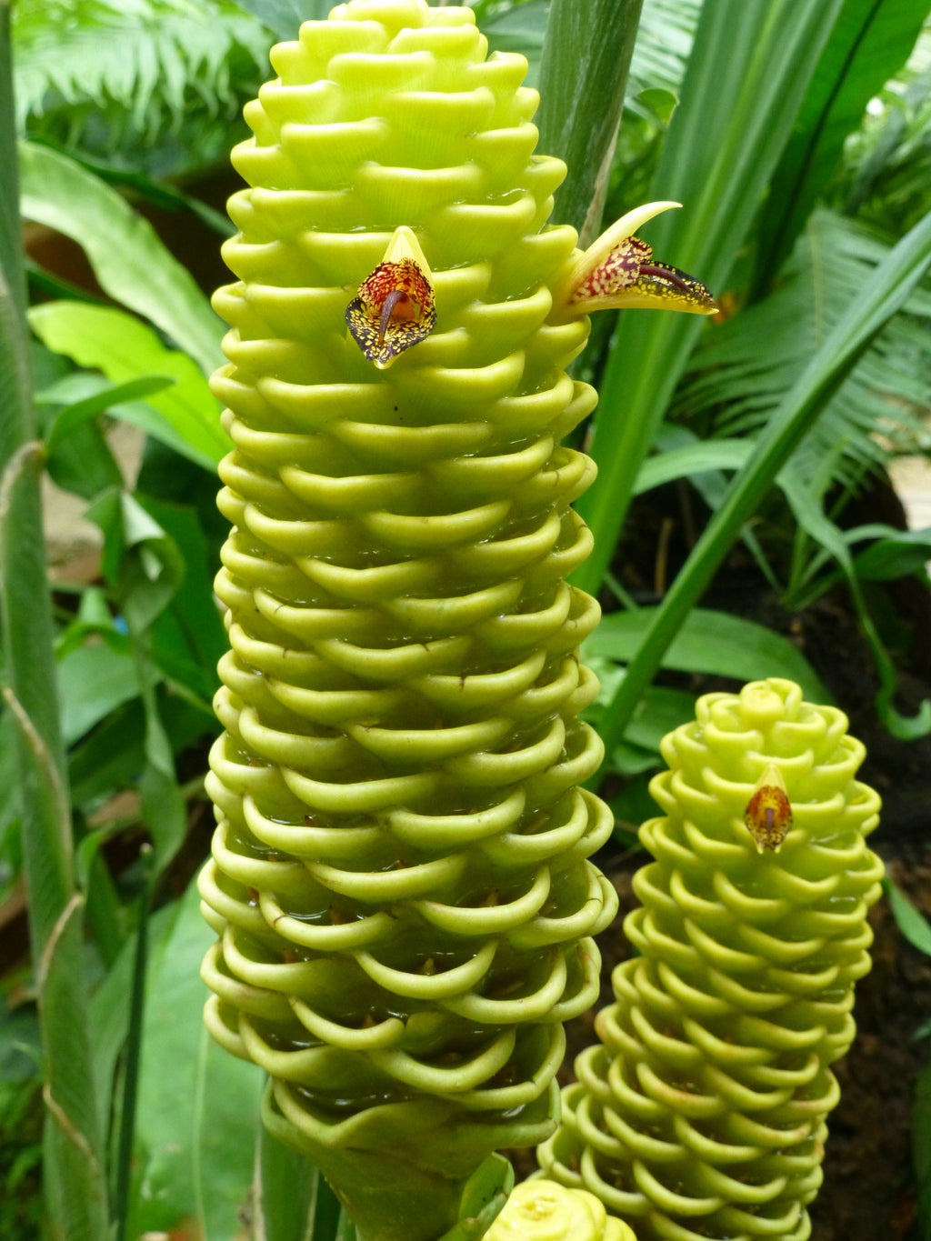 Beehive Ginger / Shampoo Ginger (Zingiber spectabile) | Fresh Rhizomes