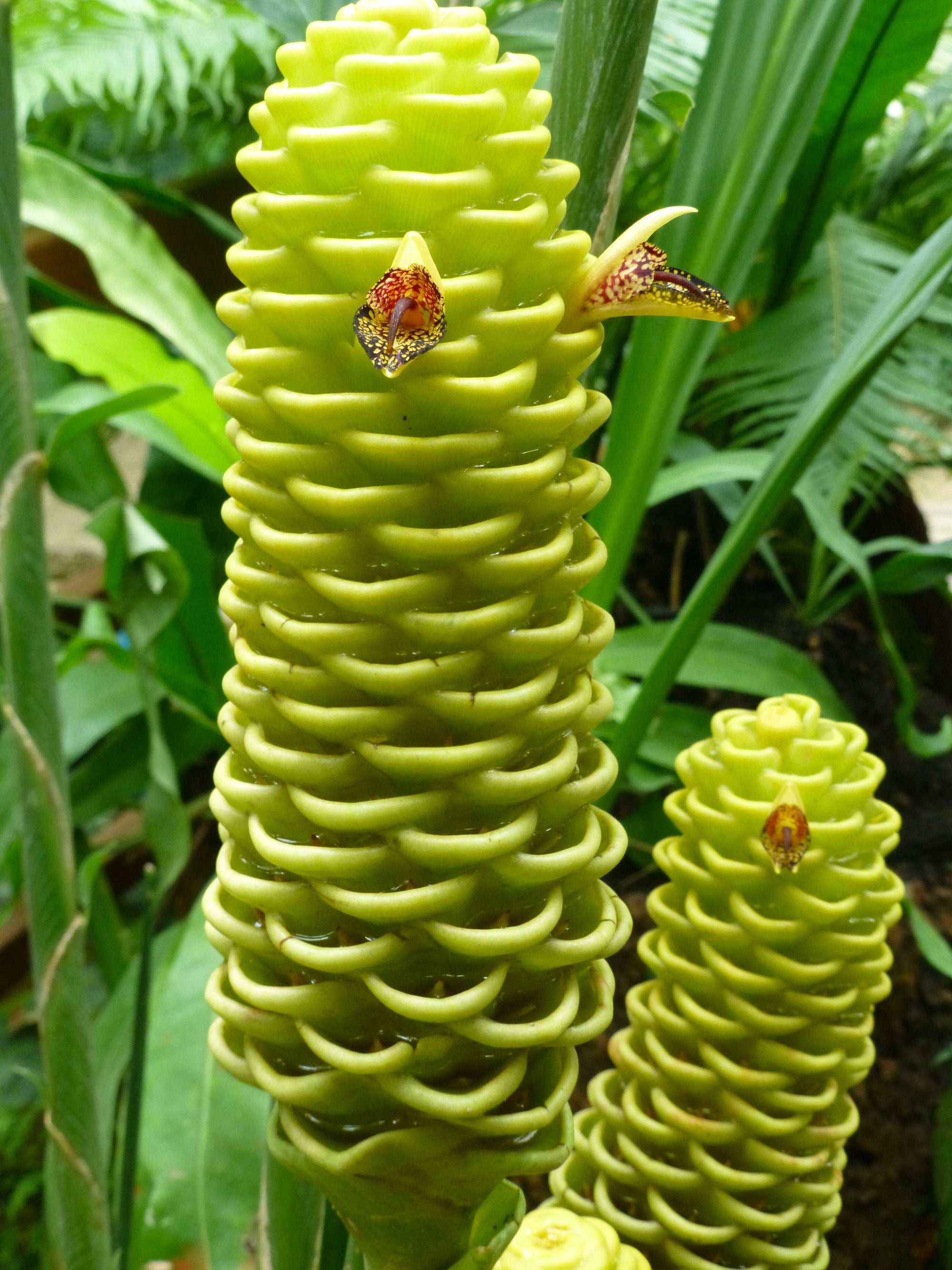 Beehive Ginger / Shampoo Ginger (Zingiber spectabile) | Fresh Rhizomes