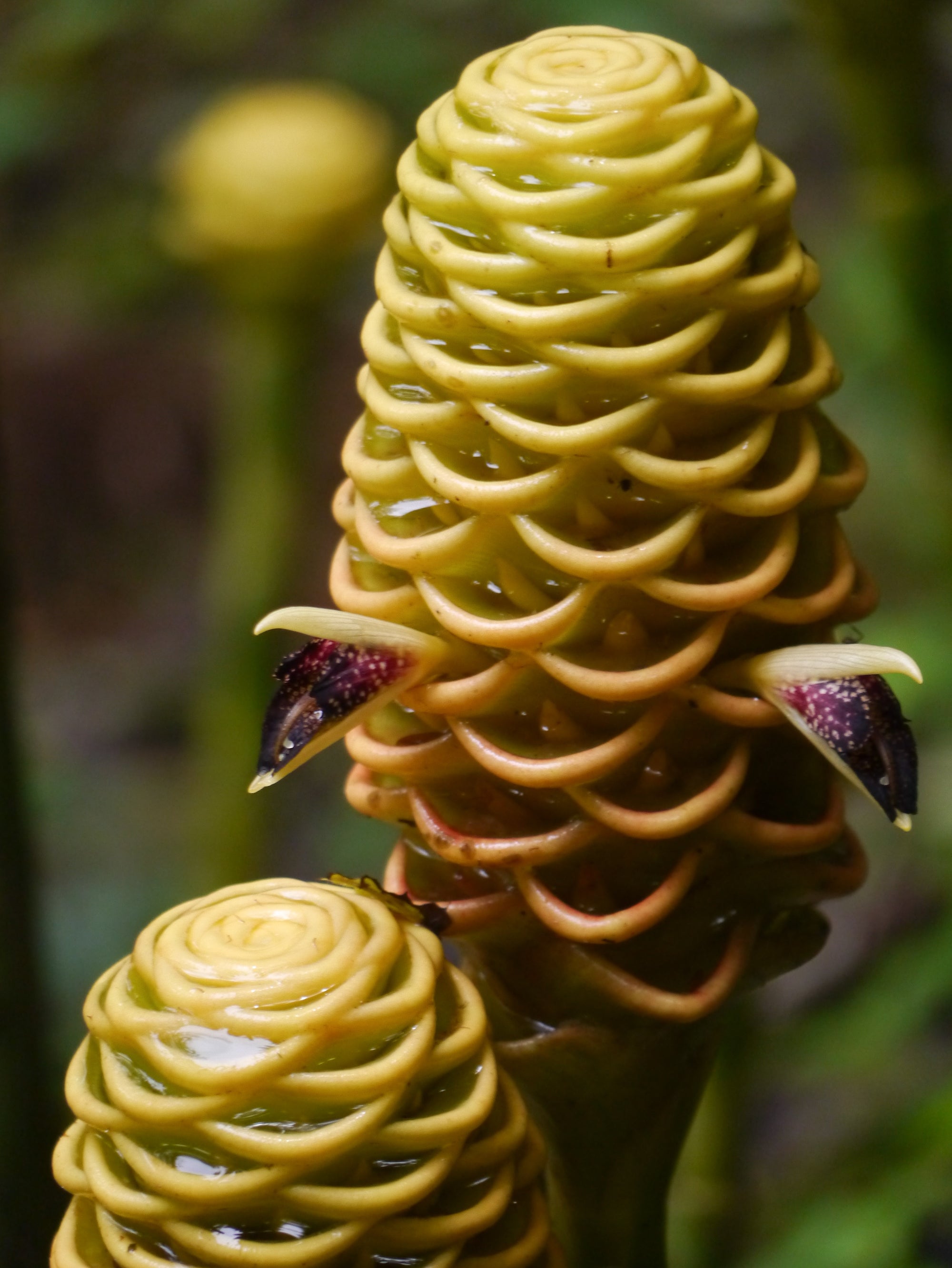 Beehive Ginger / Shampoo Ginger (Zingiber spectabile) | Fresh Rhizomes