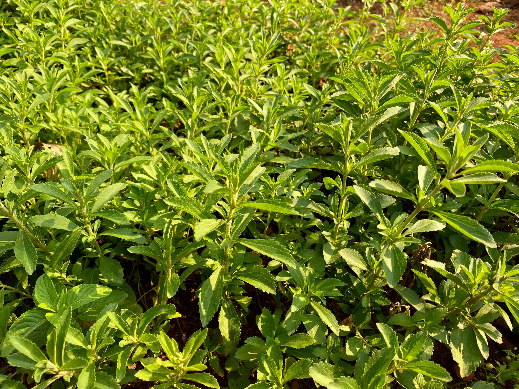 Stevia Leaves Dried 20g-500g | Freshly Harvested Leaves from Stevia rebaudiana