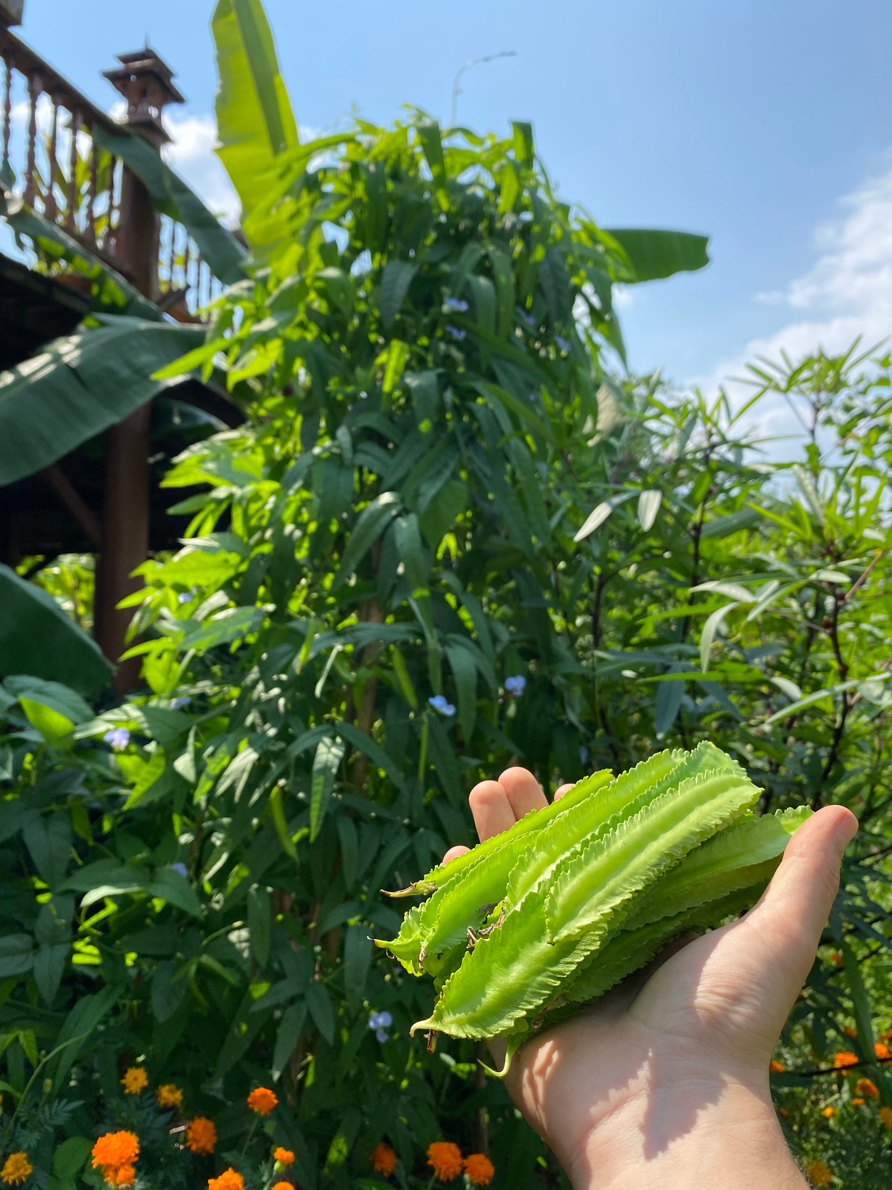 Hand holding a green winged bean pod with a garden background