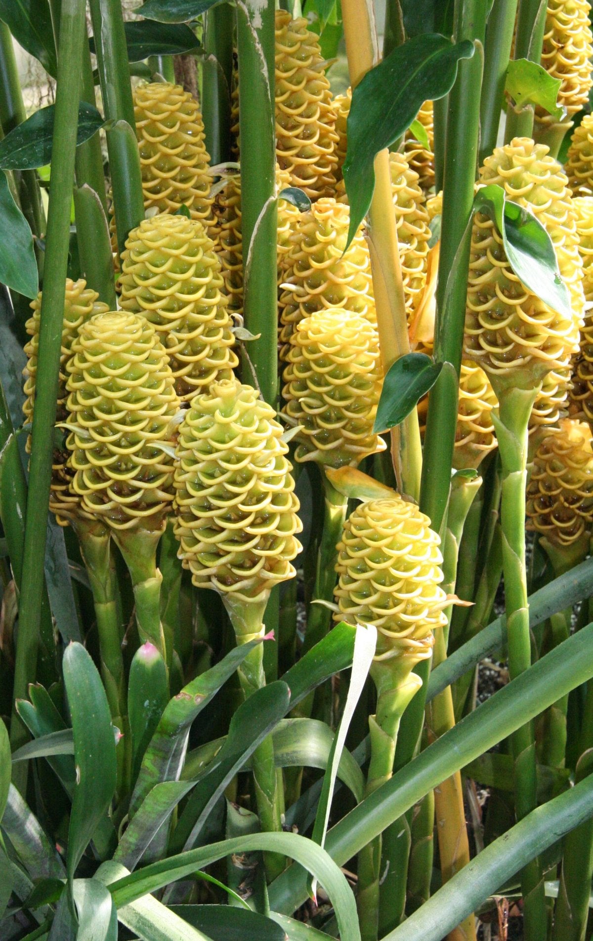 Beehive Ginger / Shampoo Ginger (Zingiber spectabile) | Fresh Rhizomes