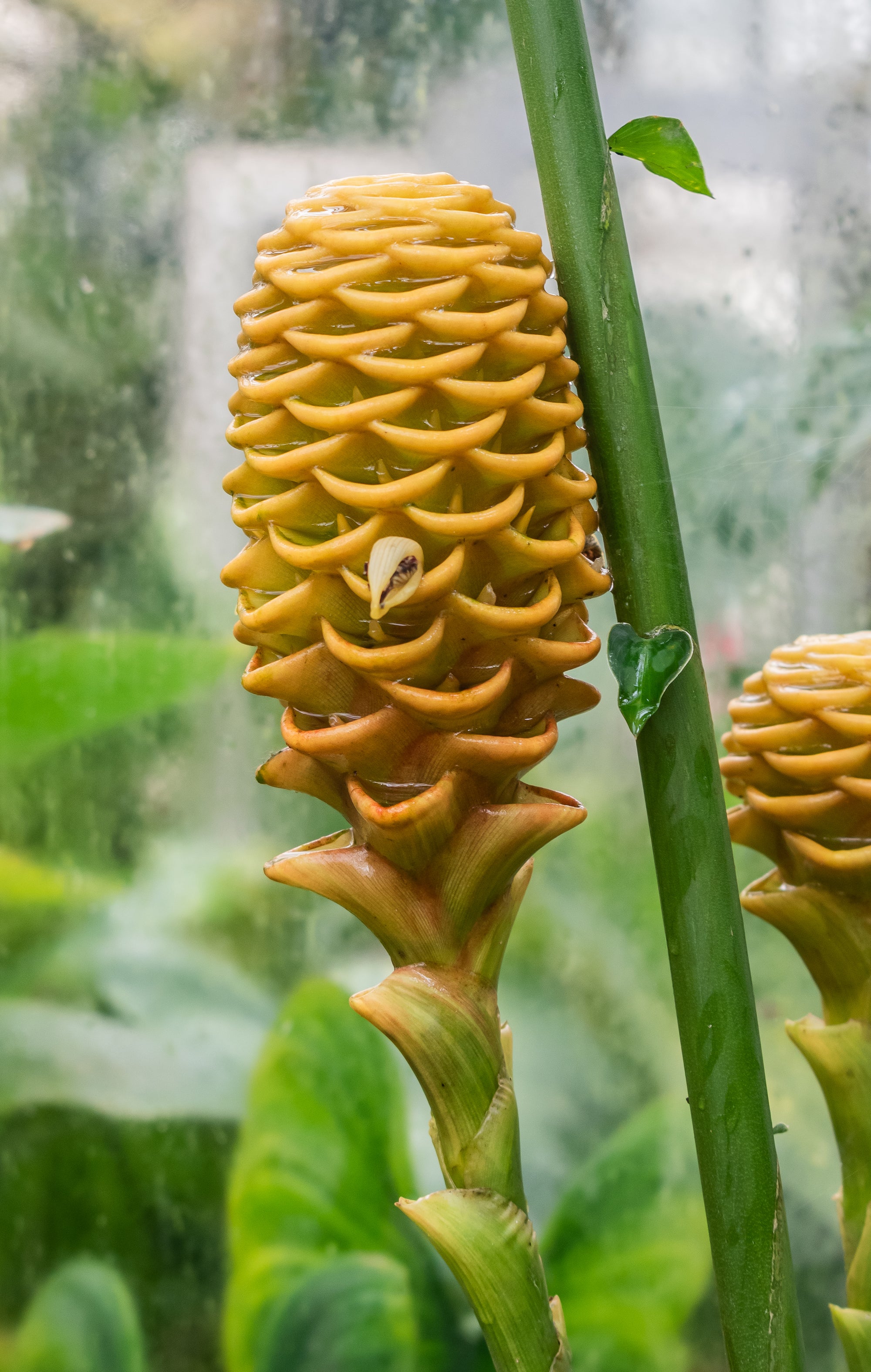 Beehive Ginger / Shampoo Ginger (Zingiber spectabile) | Fresh Rhizomes
