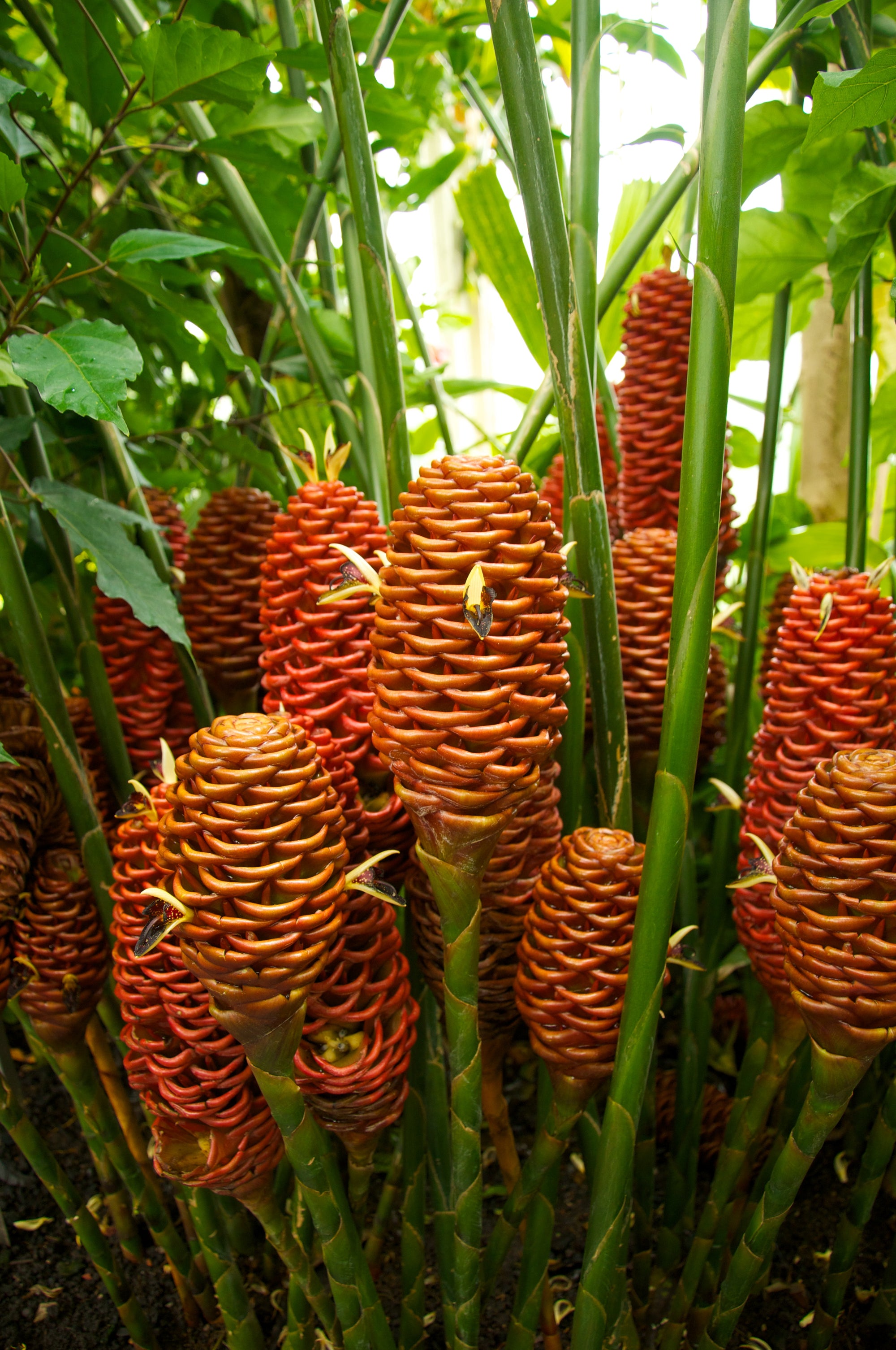 Beehive Ginger / Shampoo Ginger (Zingiber spectabile) | Fresh Rhizomes