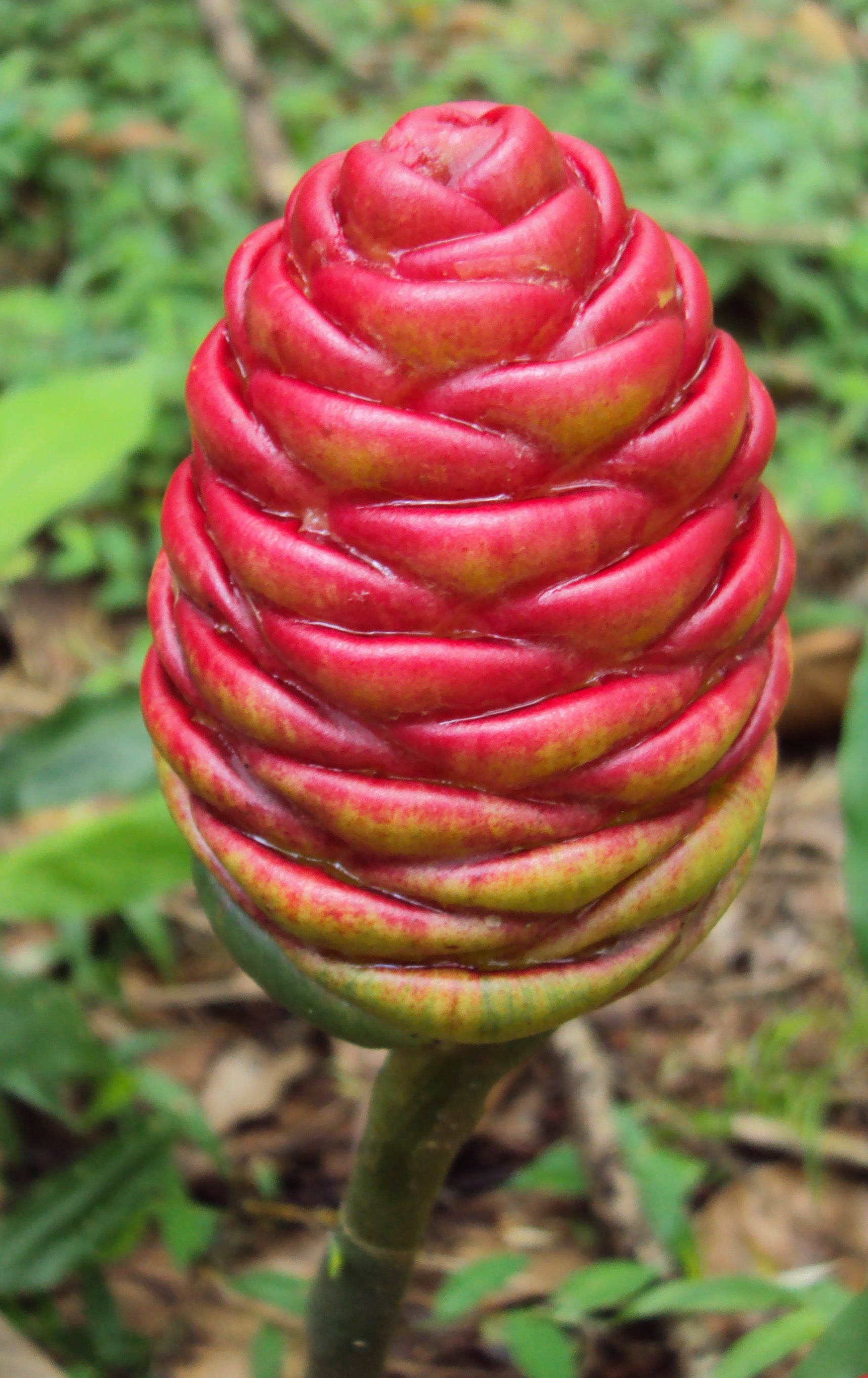 Pinecone Ginger / Awapuhi (Zingiber zerumbet) | Fresh Rhizomes