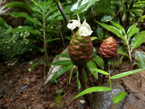 Black Pinecone Ginger (Zingiber zerumbet) | Fresh Rhizomes
