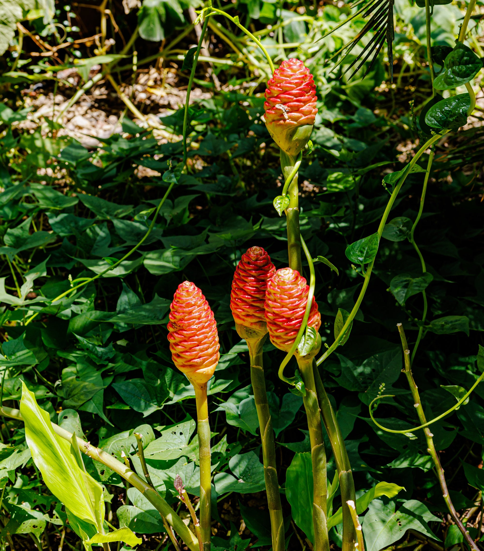 Pinecone Ginger / Awapuhi (Zingiber zerumbet) | Fresh Rhizomes