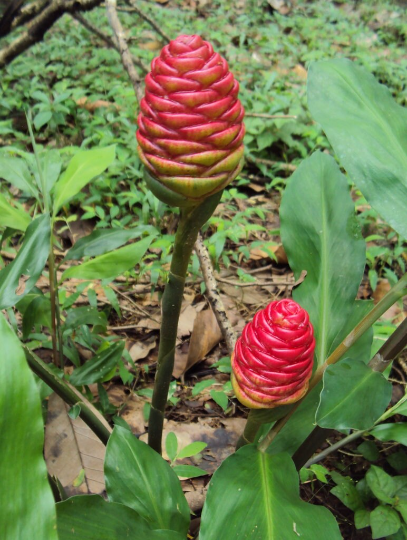 Pinecone Ginger / Awapuhi (Zingiber zerumbet) | Fresh Rhizomes
