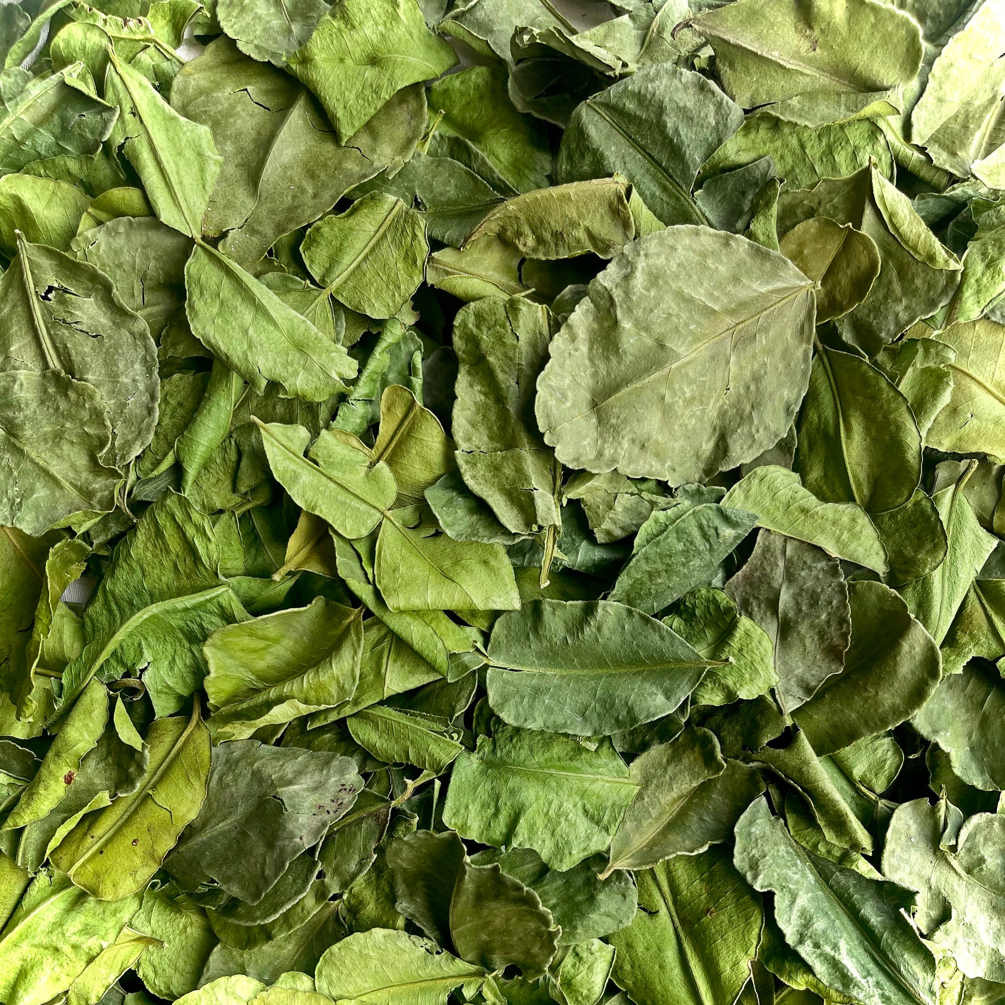 Kaffir Lime Leaves Dried 20g-500g | Freshly Harvested Leaves from Makrut Citrus hystrix