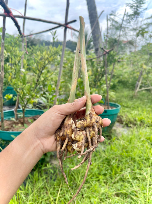 Beehive Ginger / Shampoo Ginger (Zingiber spectabile) | Fresh Rhizomes