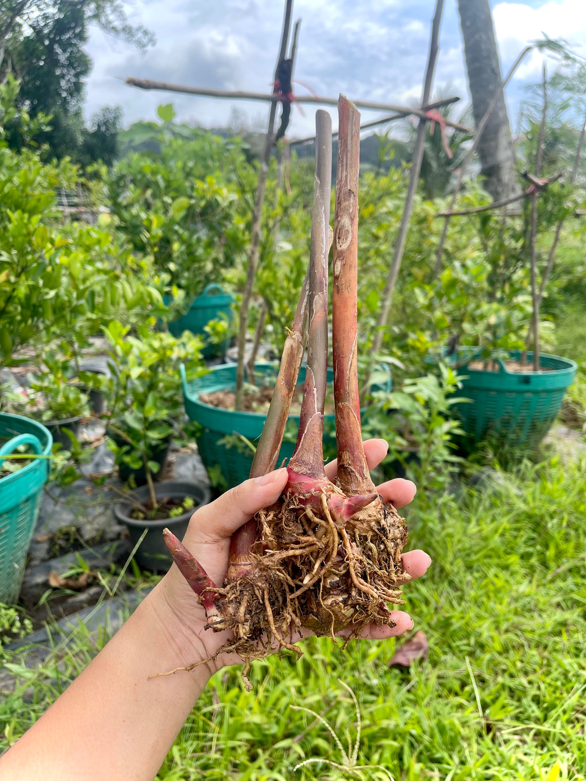 Black Pinecone Ginger (Zingiber zerumbet) | Fresh Rhizomes