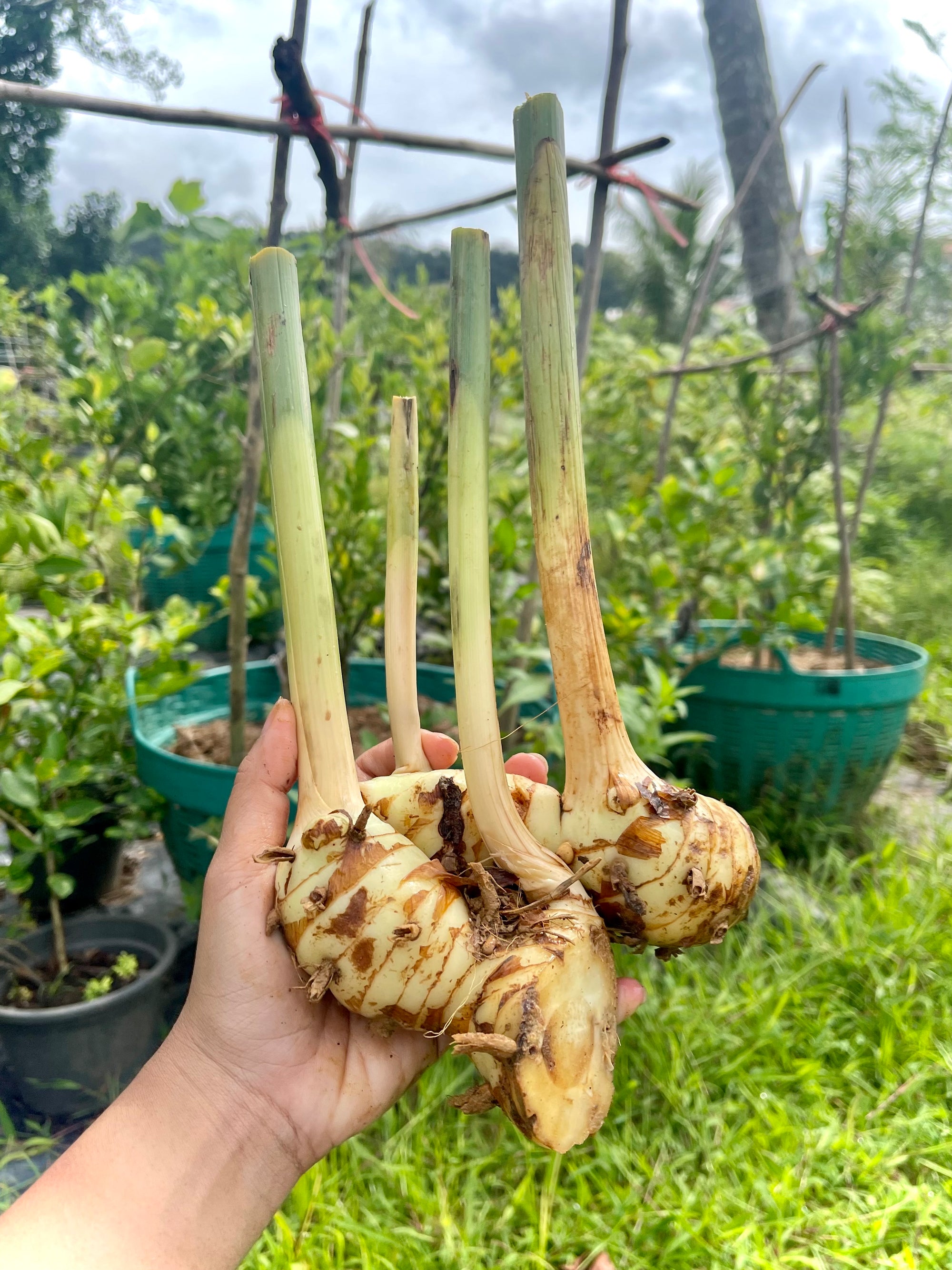 White Galangal (Alpinia galanga) | Fresh Rhizomes