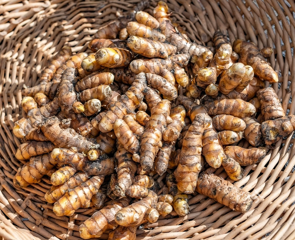 Turmeric (Curcuma longa) | Fresh Rhizomes