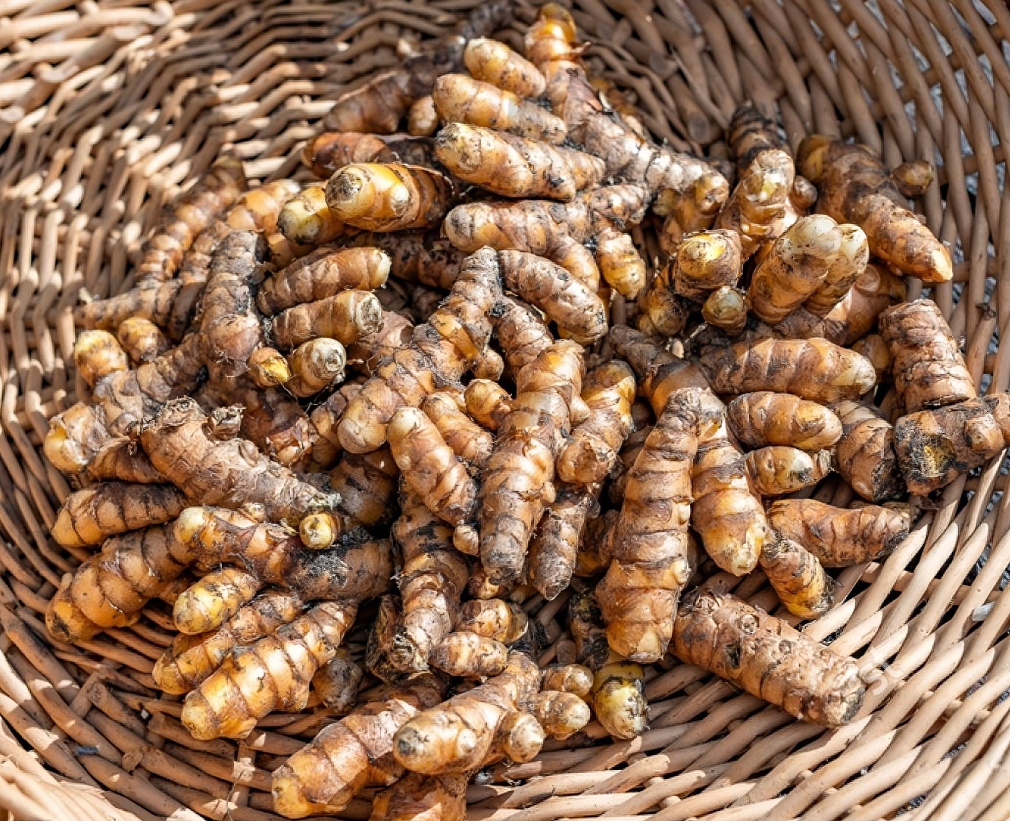 Turmeric (Curcuma longa) | Fresh Rhizomes