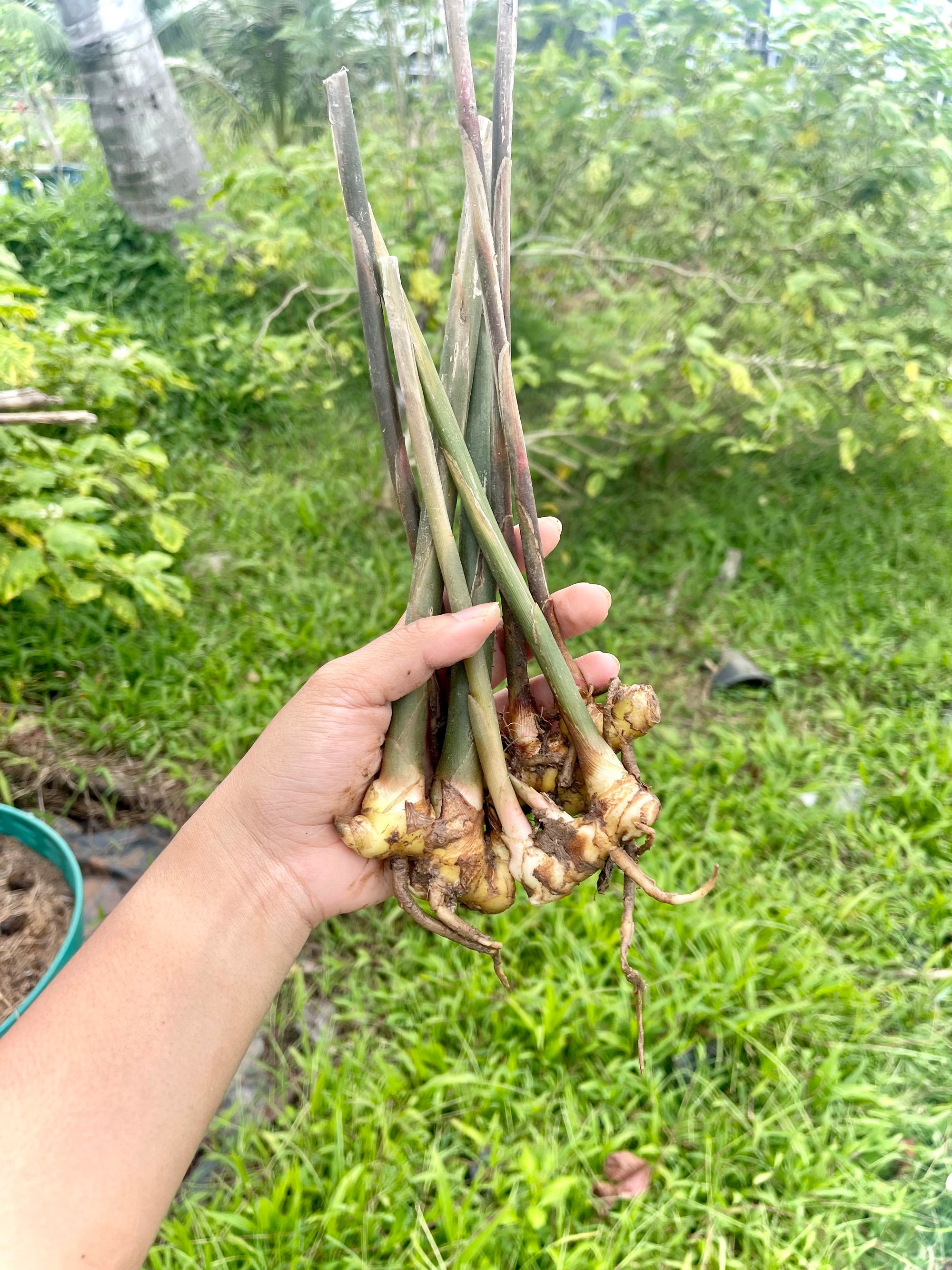 Pinecone Ginger / Awapuhi (Zingiber zerumbet) | Fresh Rhizomes