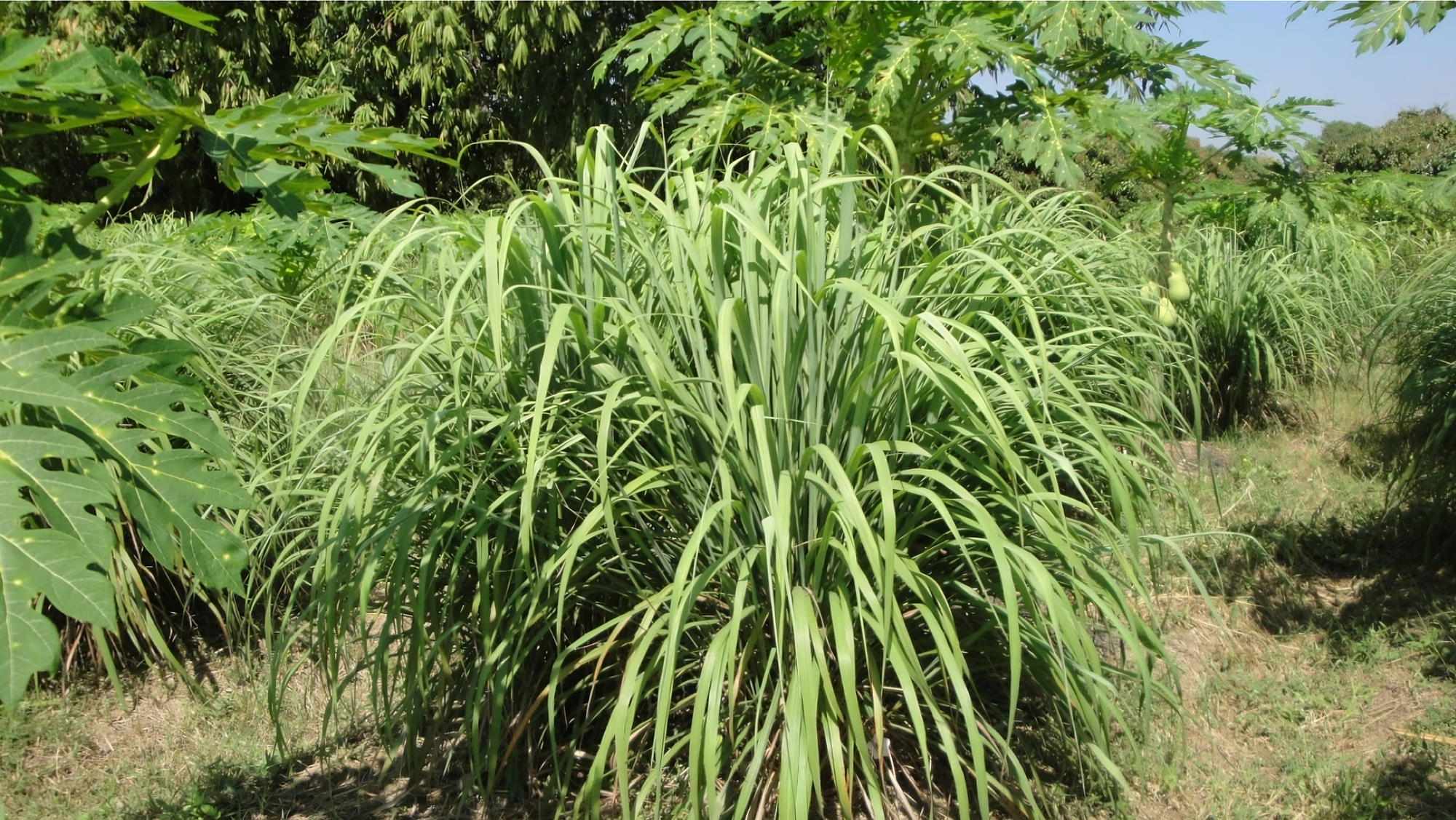 Lemongrass Dried 20g-500g | Freshly Harvested Stalks of Cymbopogon citratus