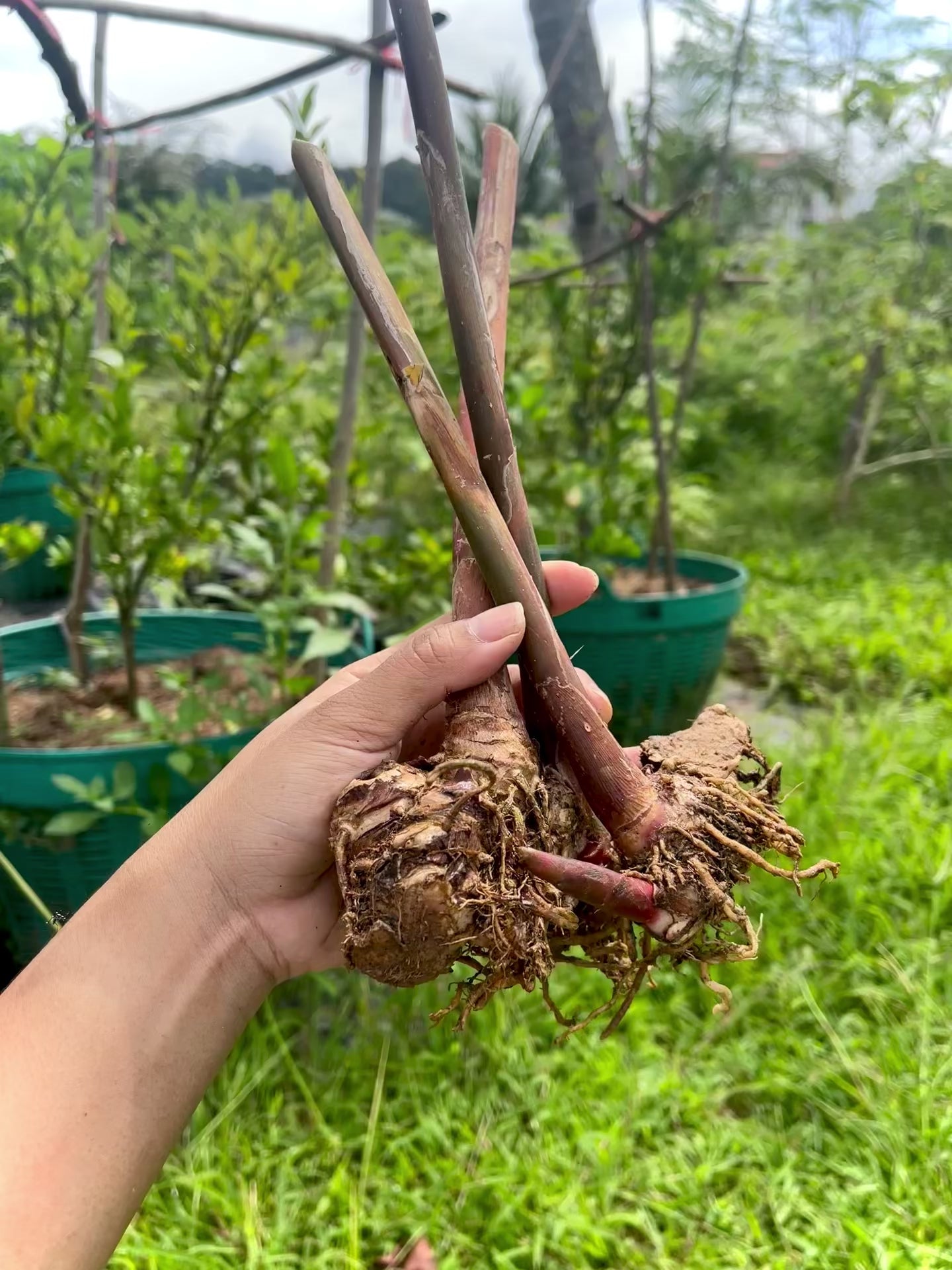 Black Pinecone Ginger (Zingiber zerumbet) | Fresh Rhizomes