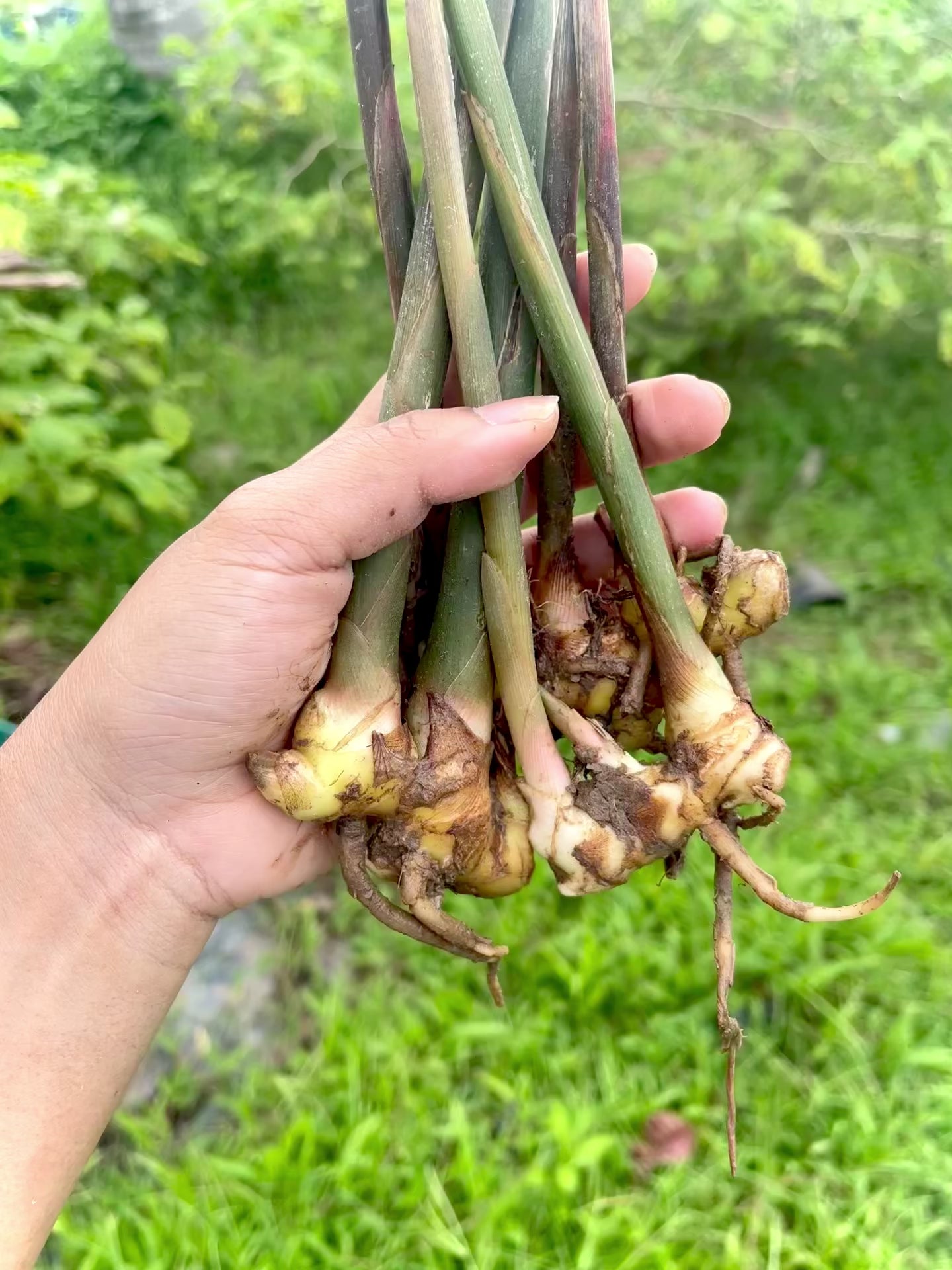 Pinecone Ginger / Awapuhi (Zingiber zerumbet) | Fresh Rhizomes