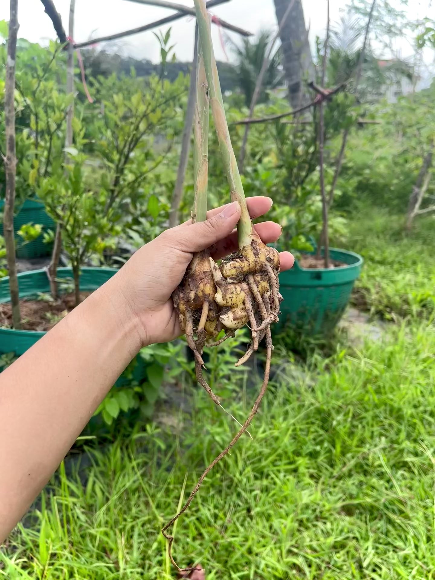 Beehive Ginger / Shampoo Ginger (Zingiber spectabile) | Fresh Rhizomes