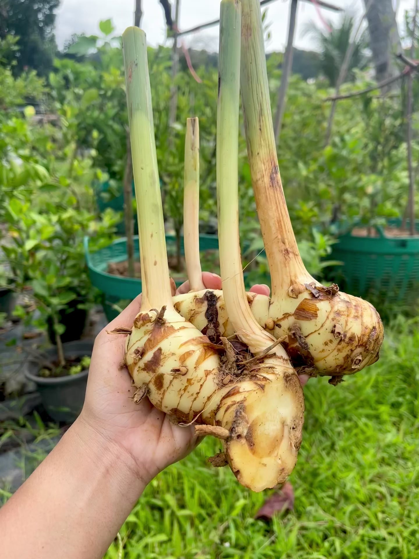 White Galangal (Alpinia galanga) | Fresh Rhizomes