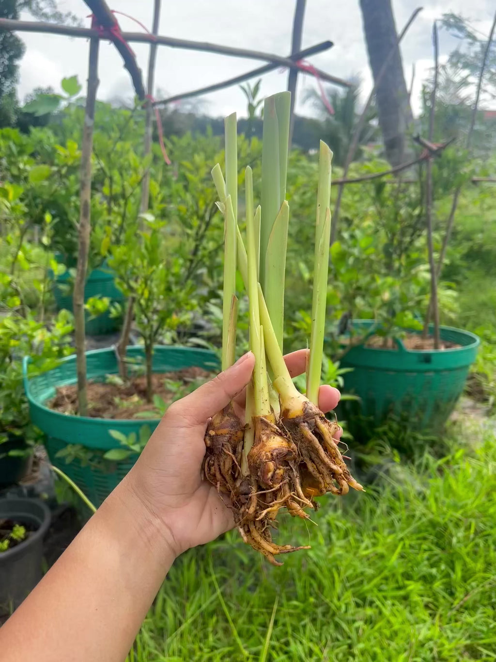 Turmeric (Curcuma longa) | Fresh Rhizomes