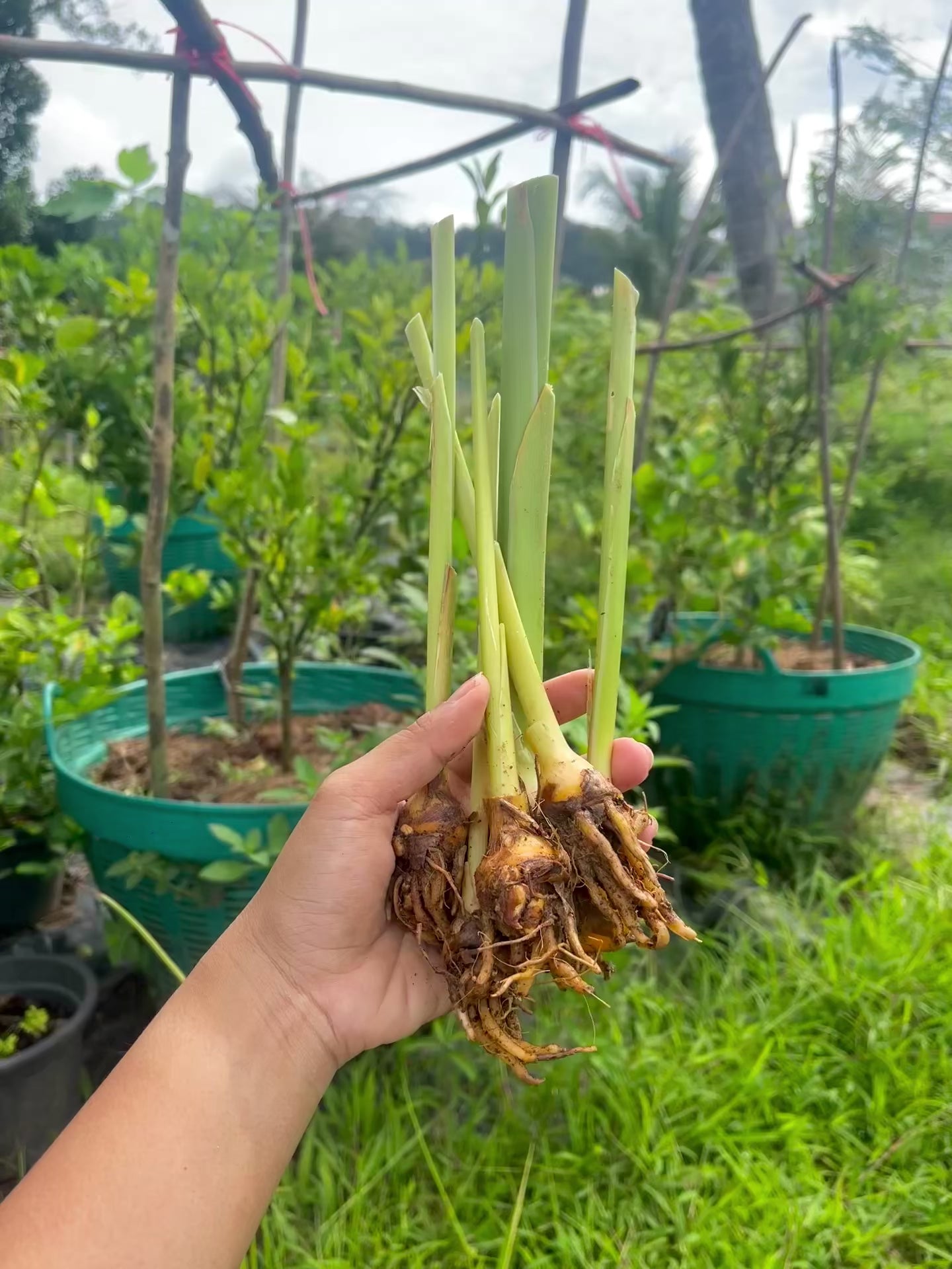 Turmeric (Curcuma longa) | Fresh Rhizomes